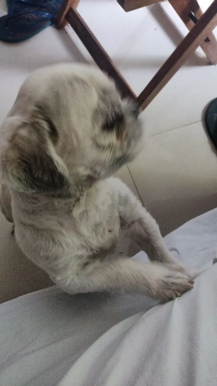 Para doação shi tzu