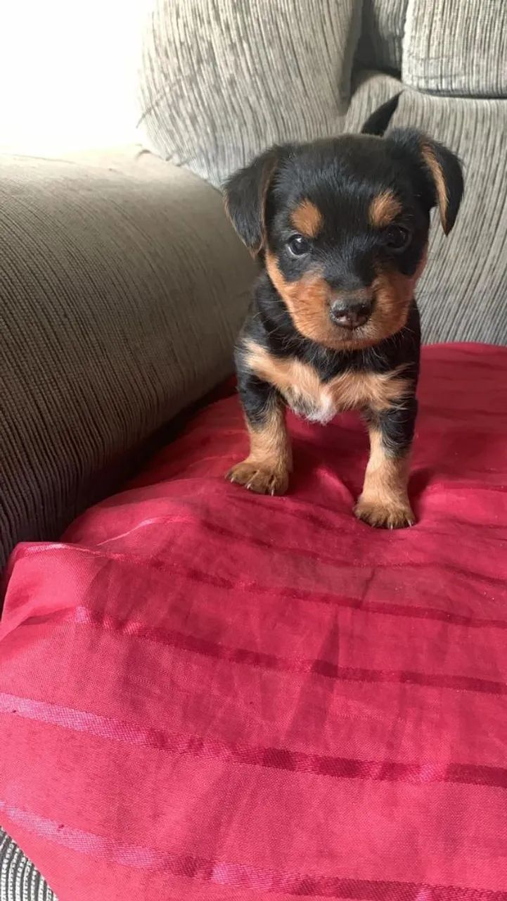 Yorkshire Terrier fêmea  - Foto 4