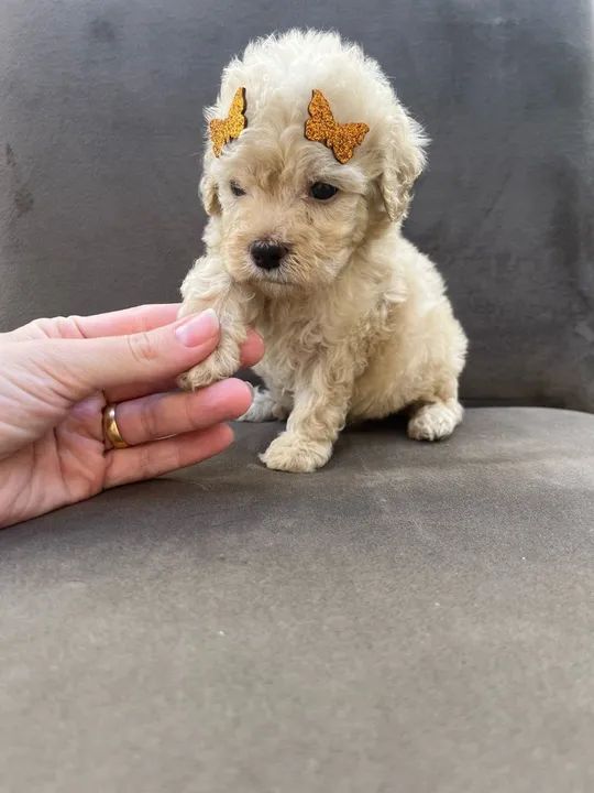 Poodle Toy Entregamos vacinados 