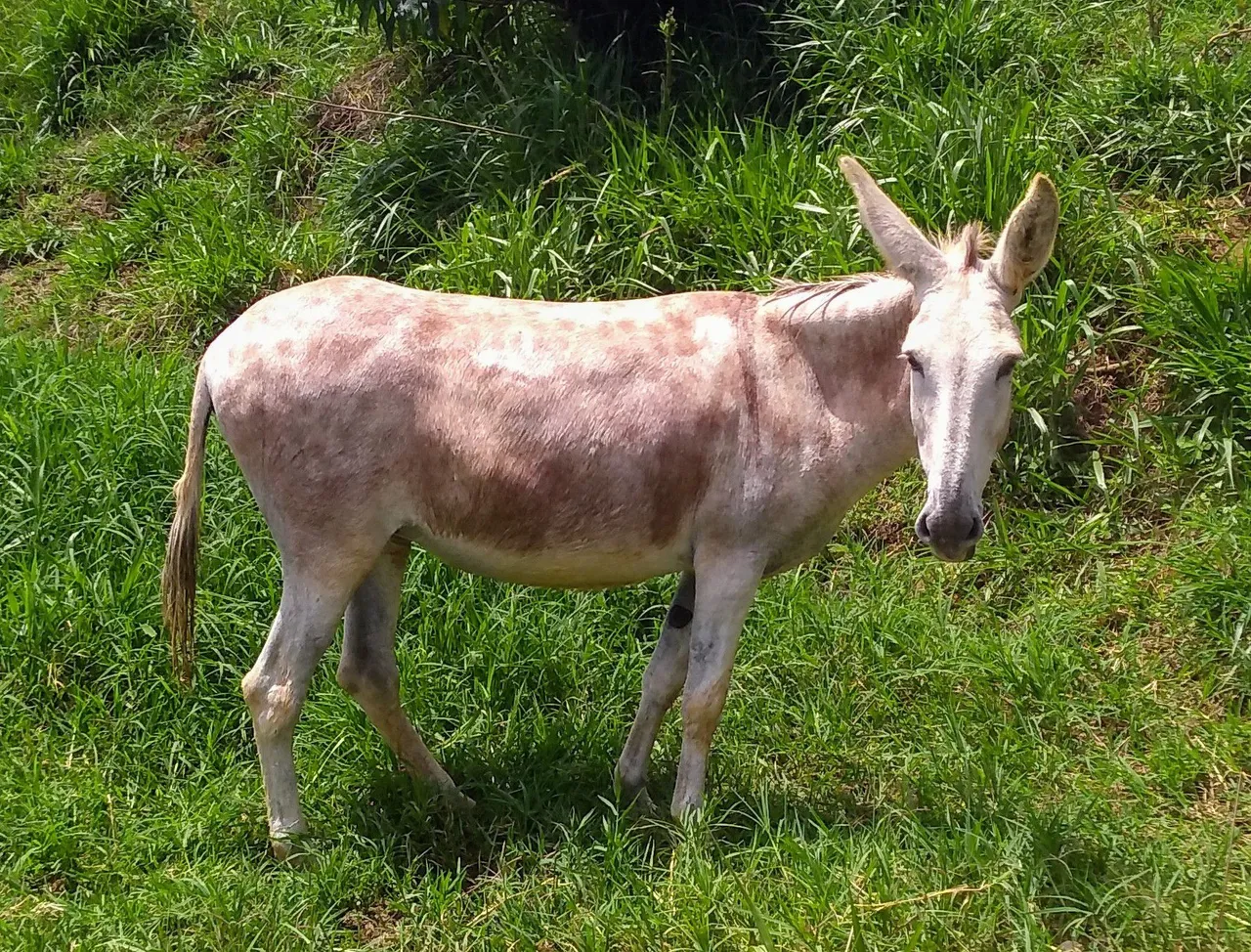 Jumenta pêga com Nacional - Juma