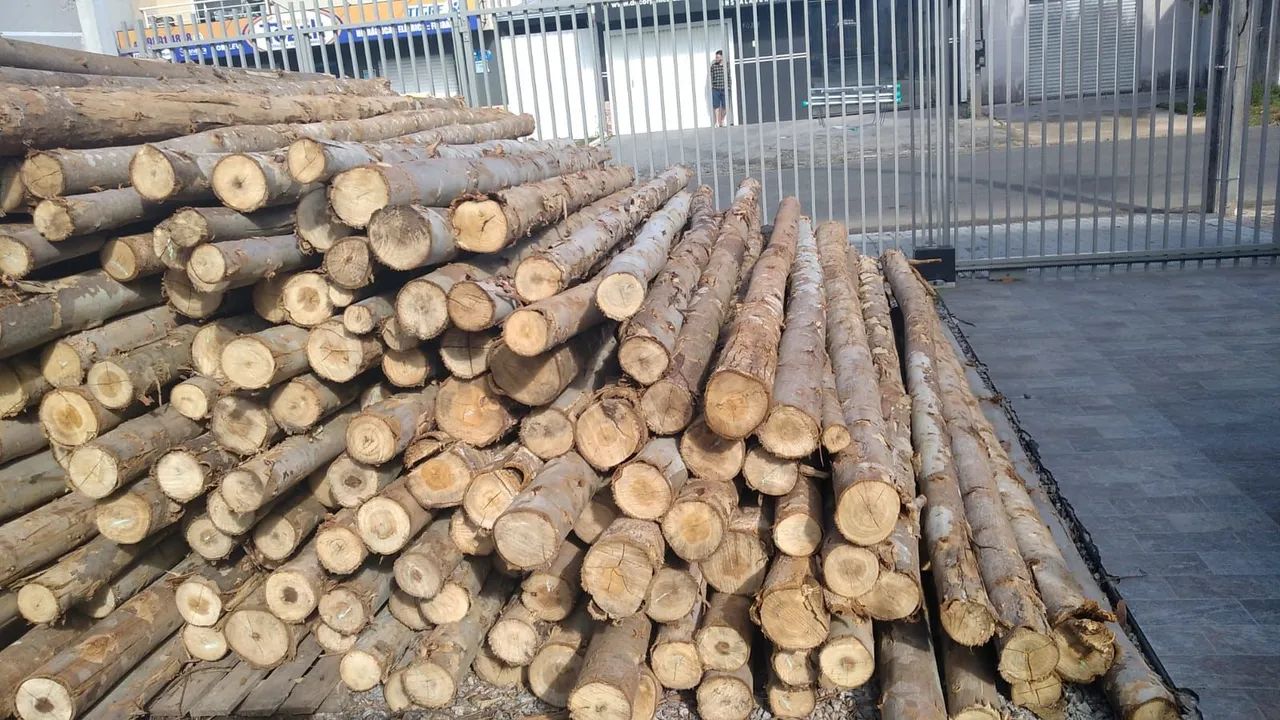 Escoras de eucalipto  - Foto 5