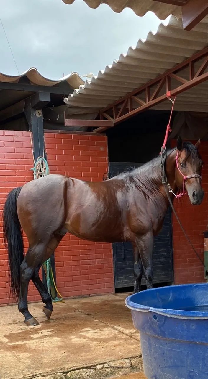 Quarto de milha tambor 