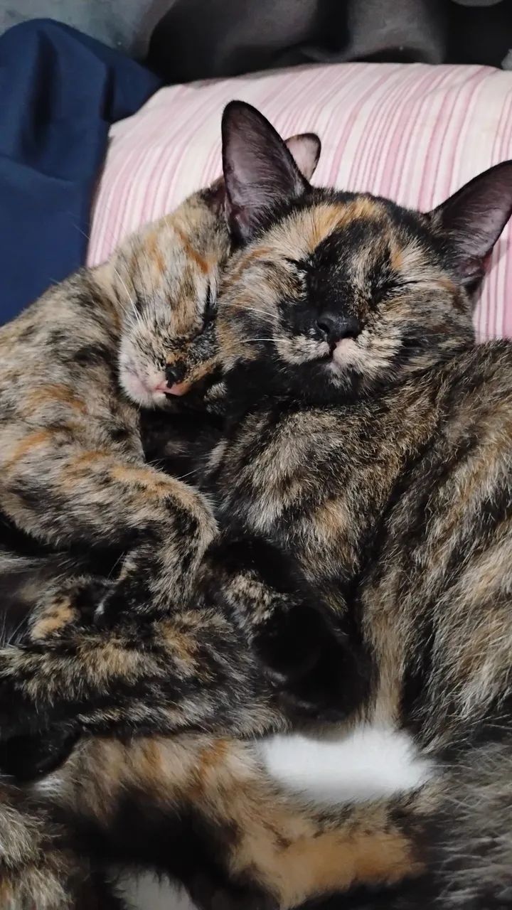 Doando gatinhas de 9 meses - Foto 2