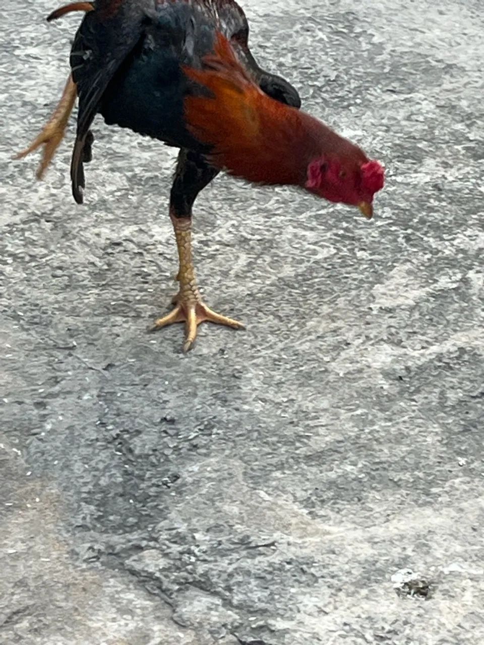 Galo duro - Foto 3