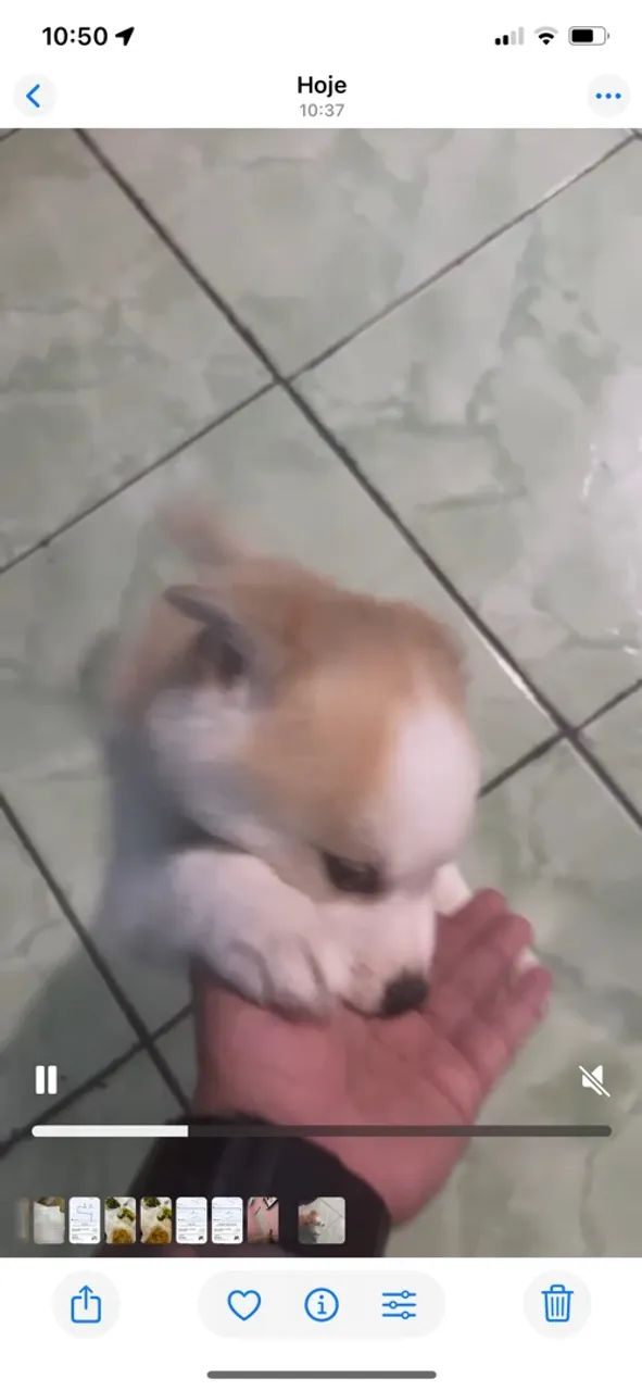 Cachorro  - Foto 3
