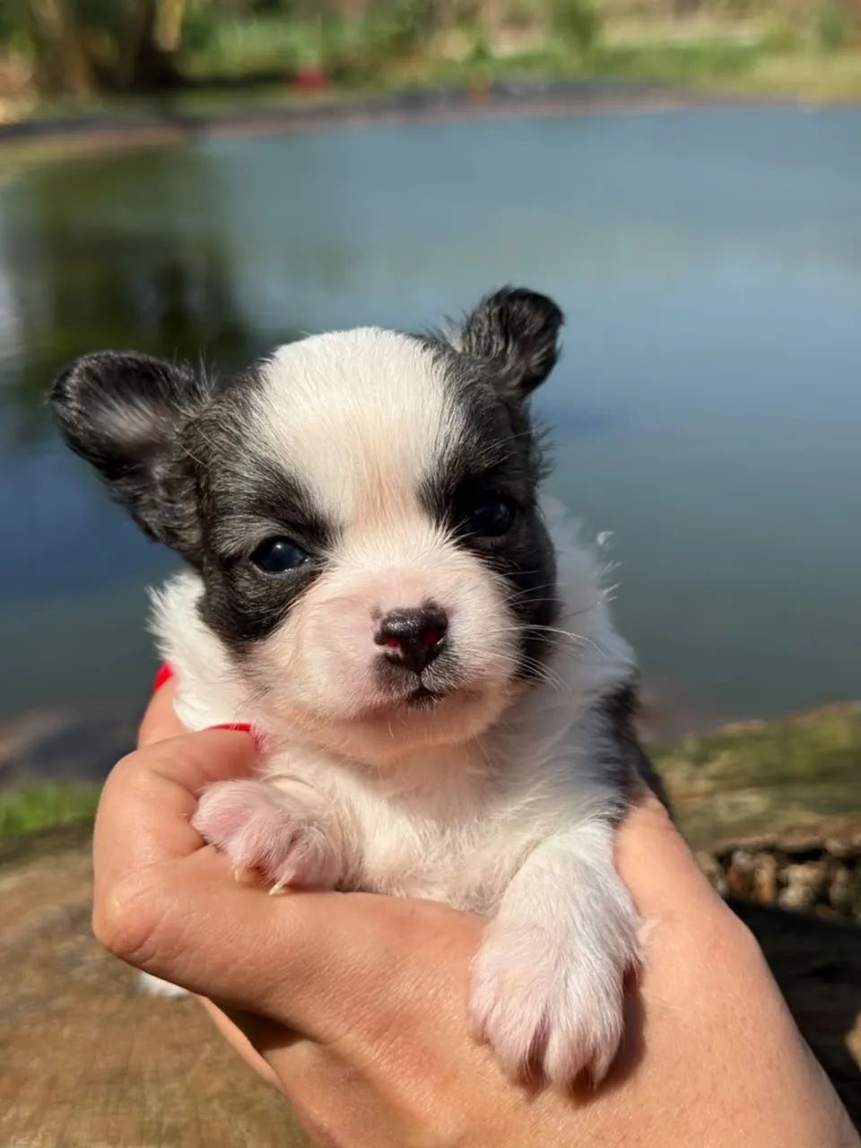Chihuahua  - Foto 2