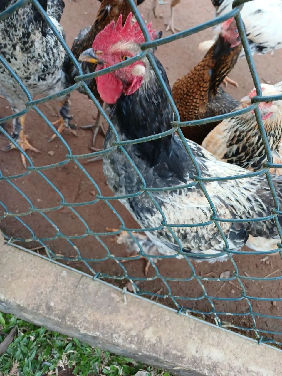 Frangos - Foto 4