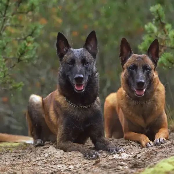 Pastor BELGA (Malinois)  - Foto 2