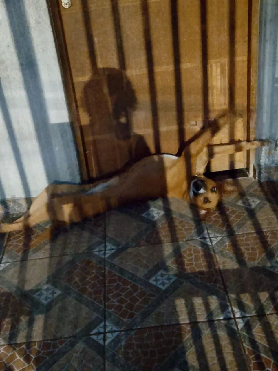 Doação responsável  - Foto 4
