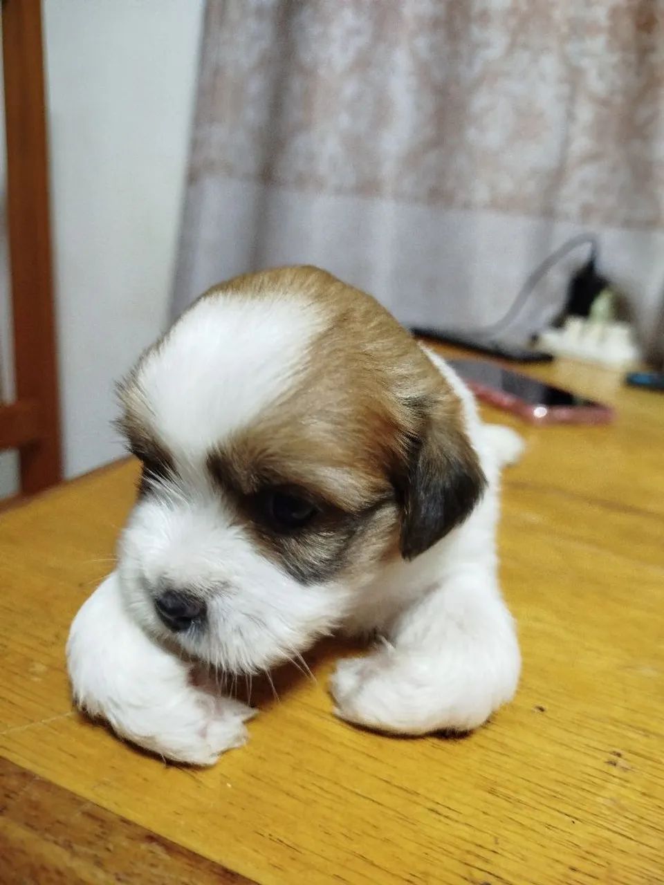 Cachorros - Foto 3
