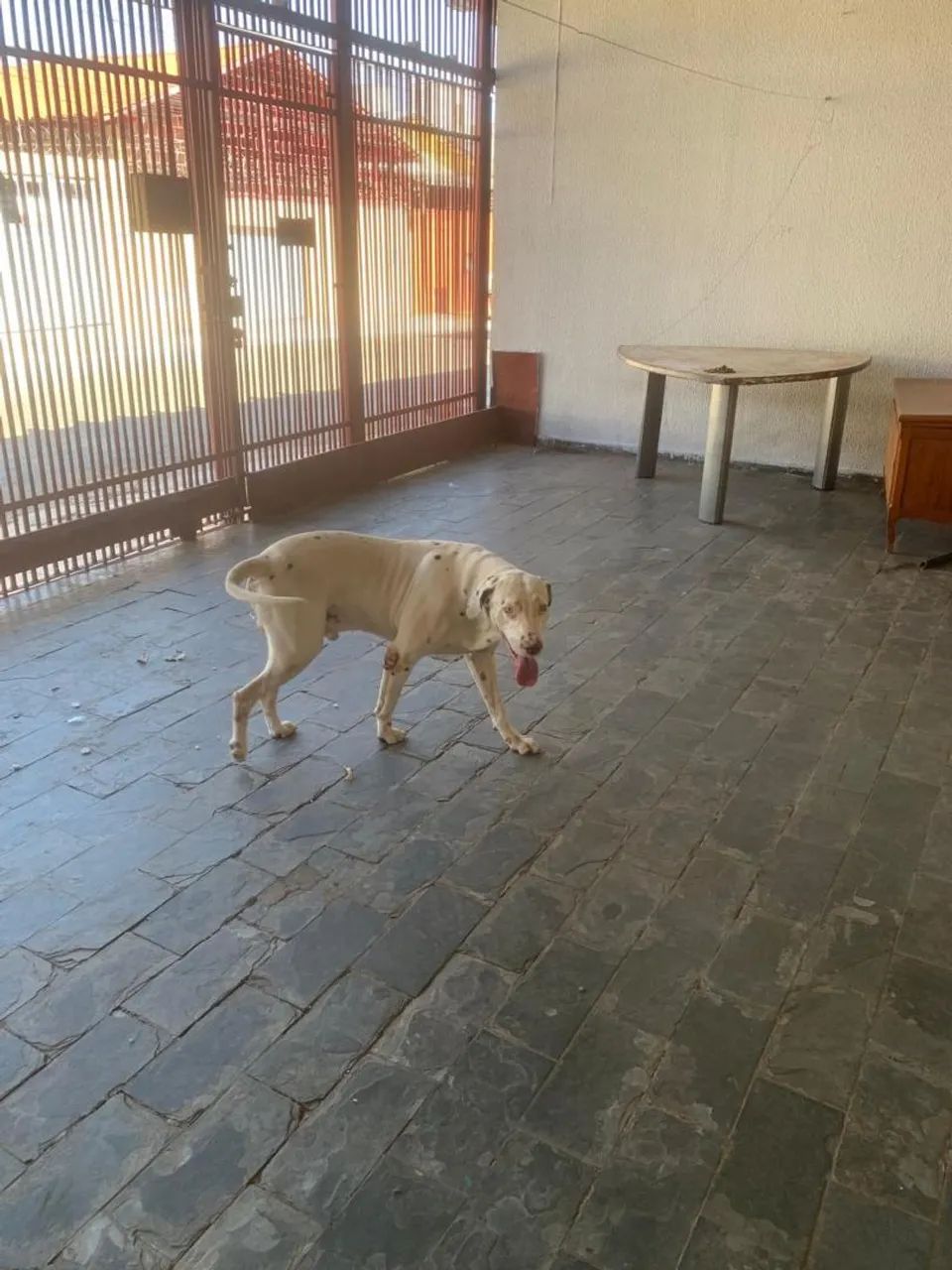 Doação responsável dalmata - Foto 5