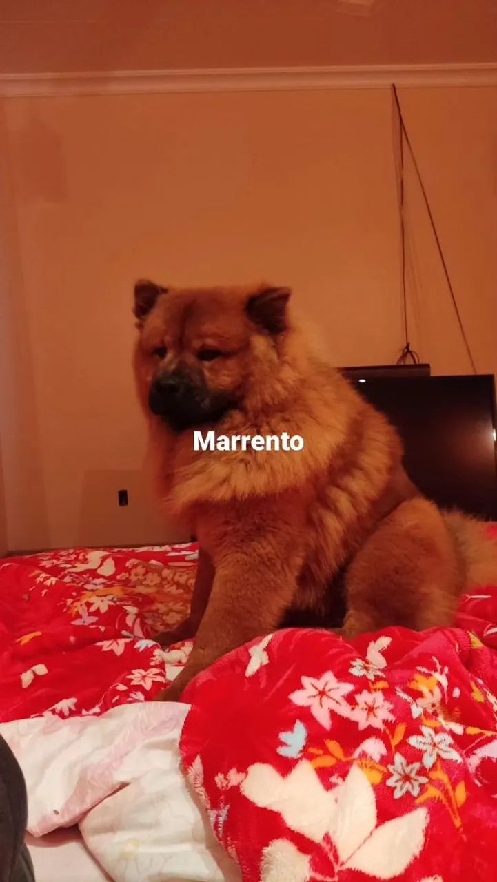 Adoção responsável  - Foto 3