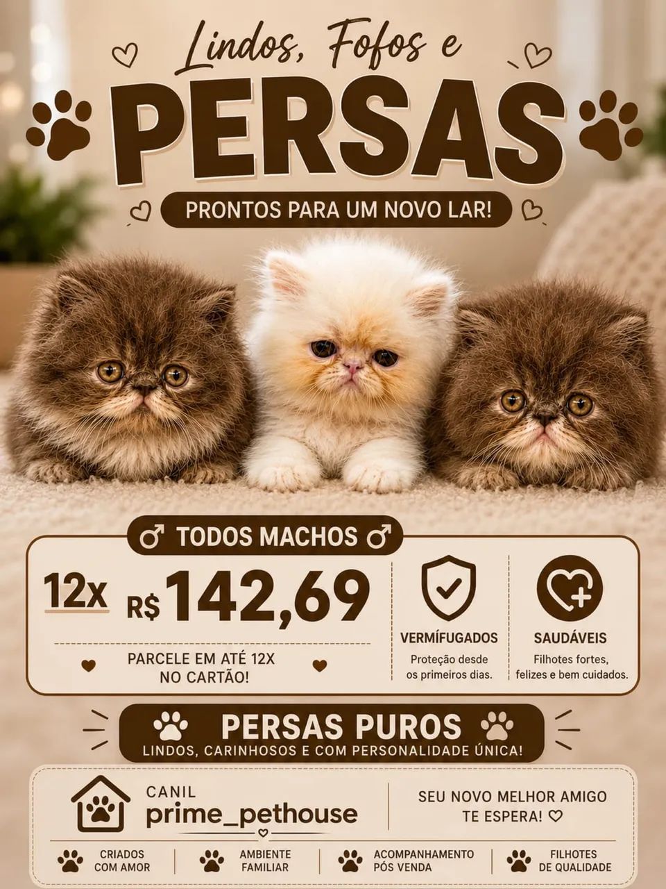Gato persa 