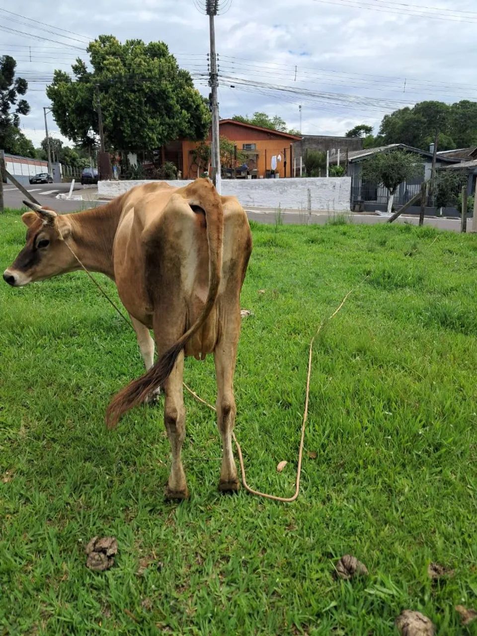 VACA JERSEY BOA DE LEITE - Foto 2