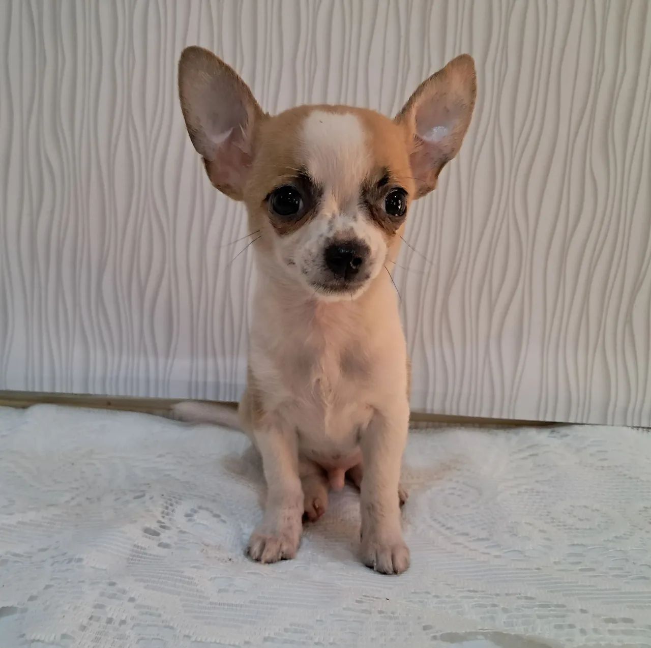 Chihuahua macho - Foto 4