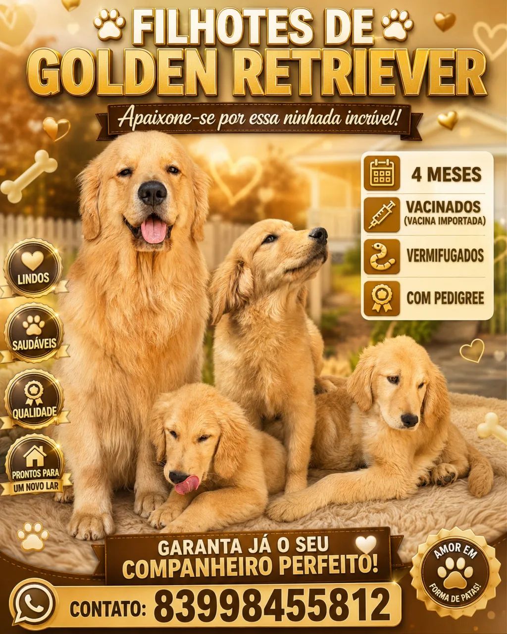 Filhotes de Golden Retriver  - Foto 4
