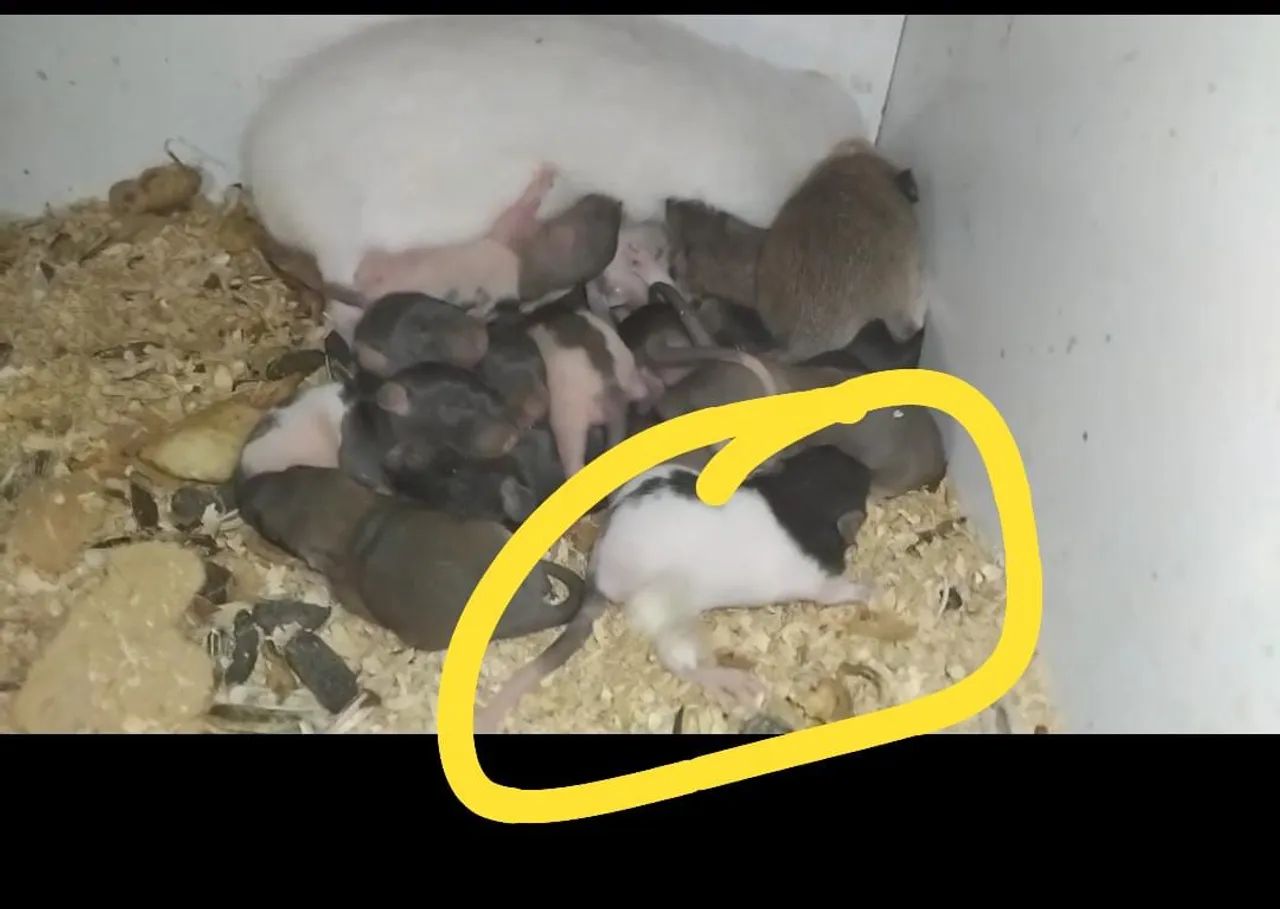 Twister ratos filhotes  - Foto 2