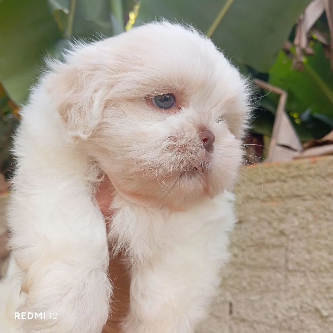 Shihtzu macho  - Foto 4