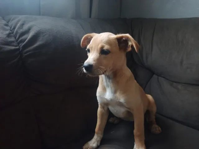 Doação de cachorros 