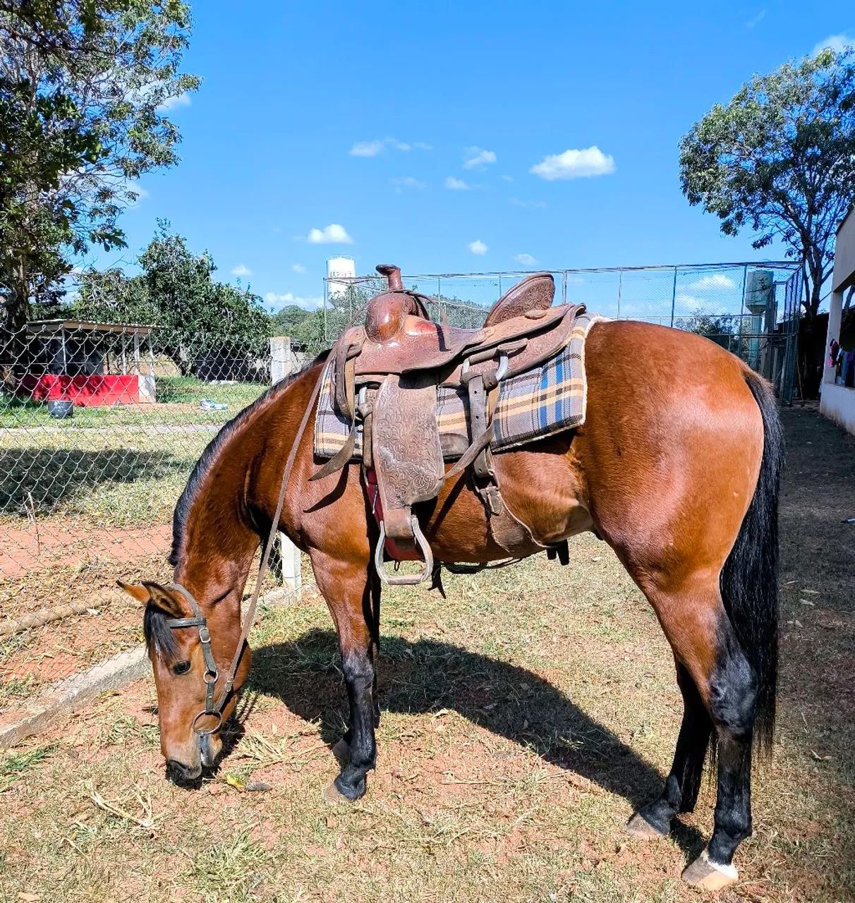 Excelente potro QM  - Foto 2