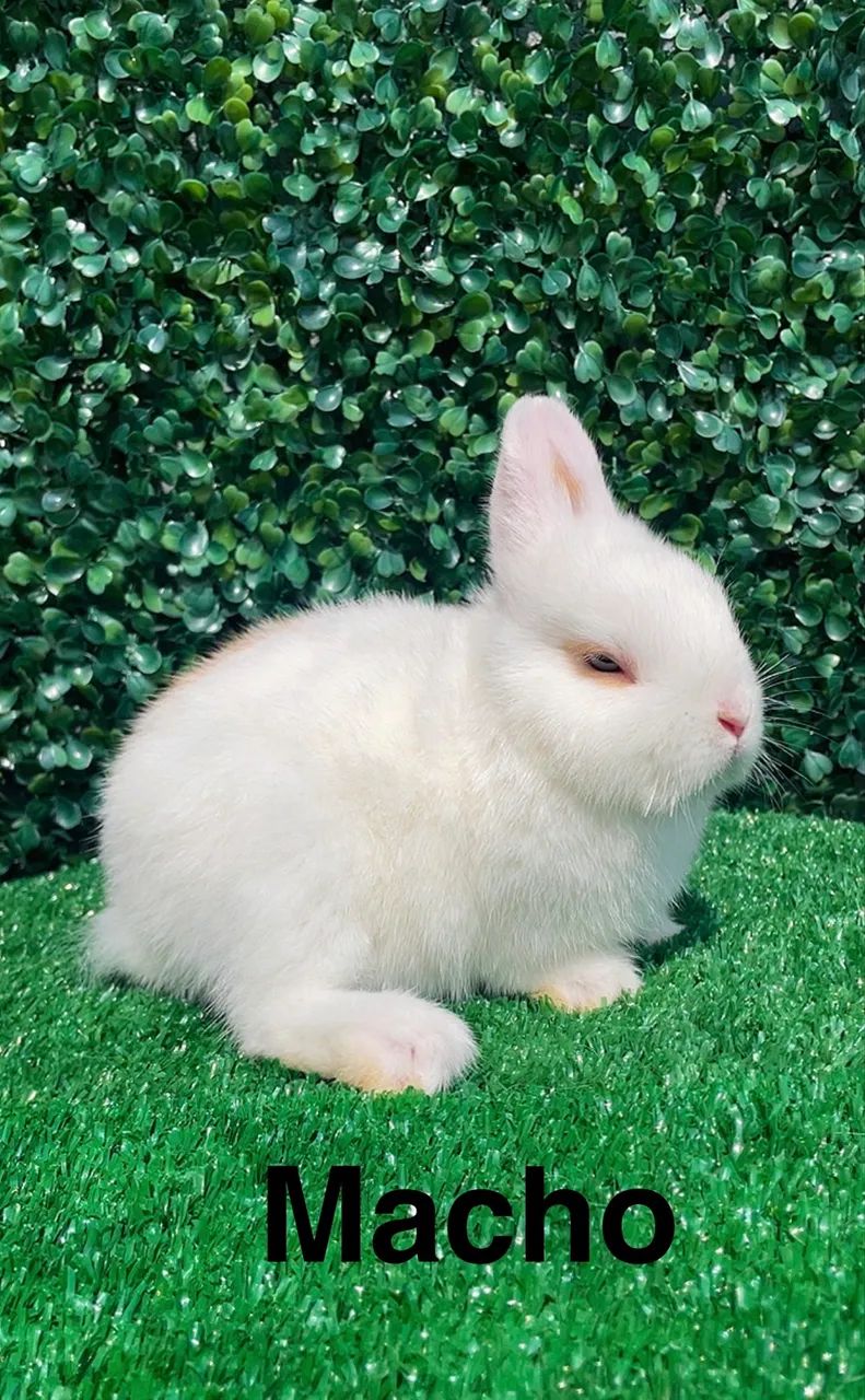 Mini coelhos - Foto 4