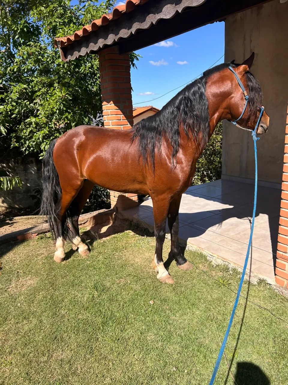 CAVALO MARCHA PICADA  - Foto 2