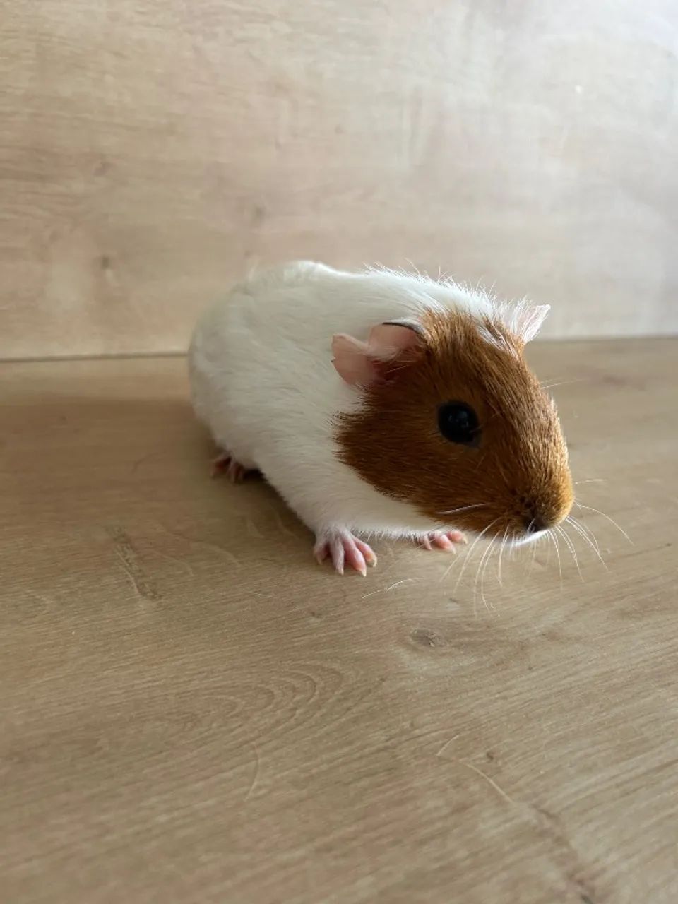 Doação de porquinho da índia  - Foto 4