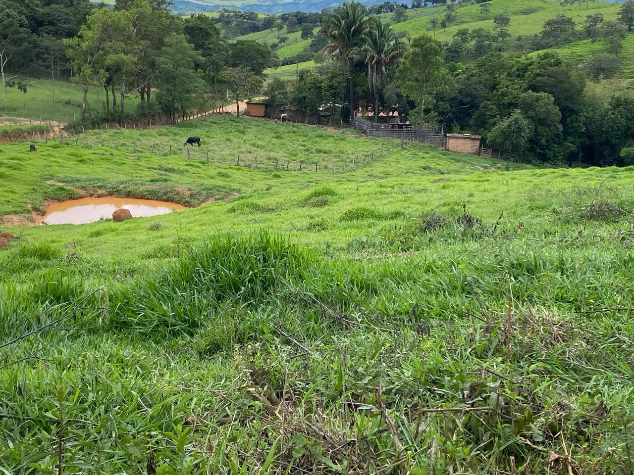 Sítio a venda - Foto 4