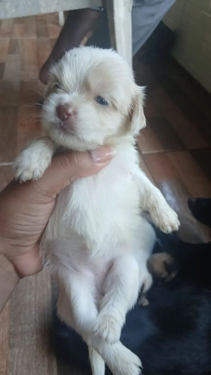 Filhote porte pequeno  - Foto 4