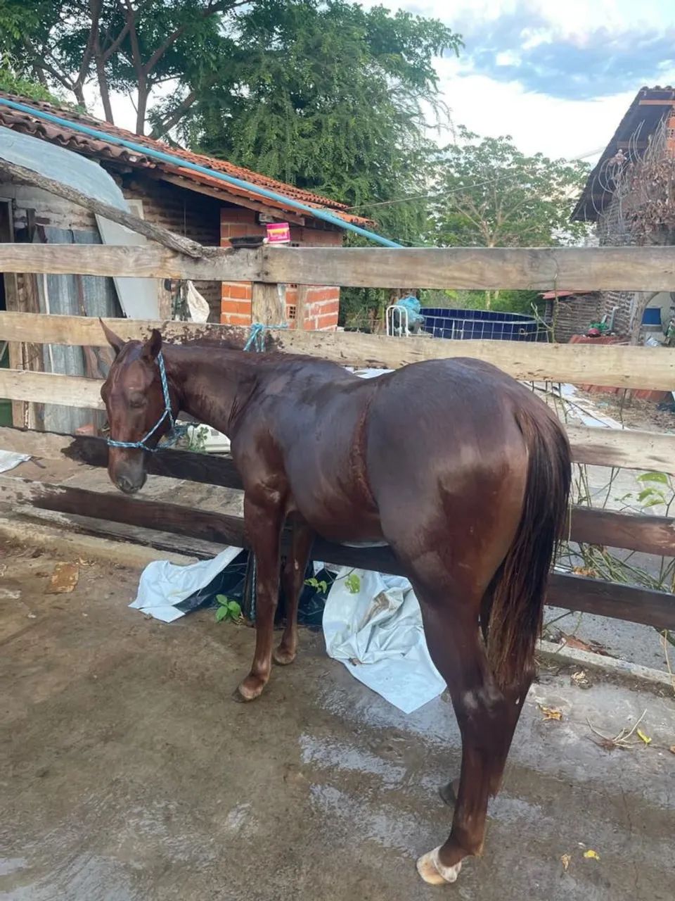 Vendo potra quarto de milha 