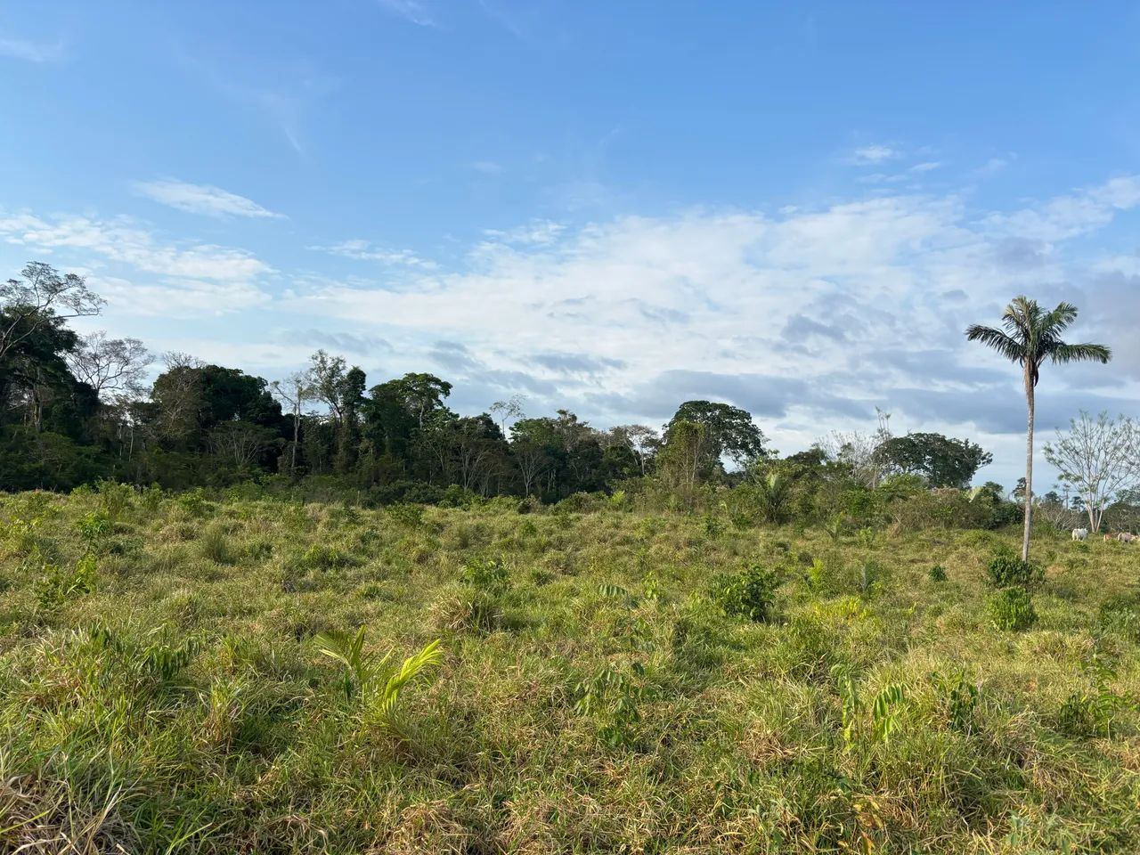 Vendo terra no ramal linha nova  28 km de ramal - Foto 4