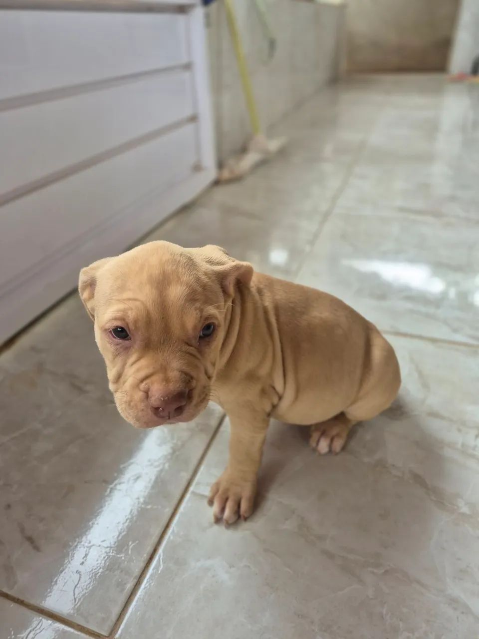 Filhote pitbull