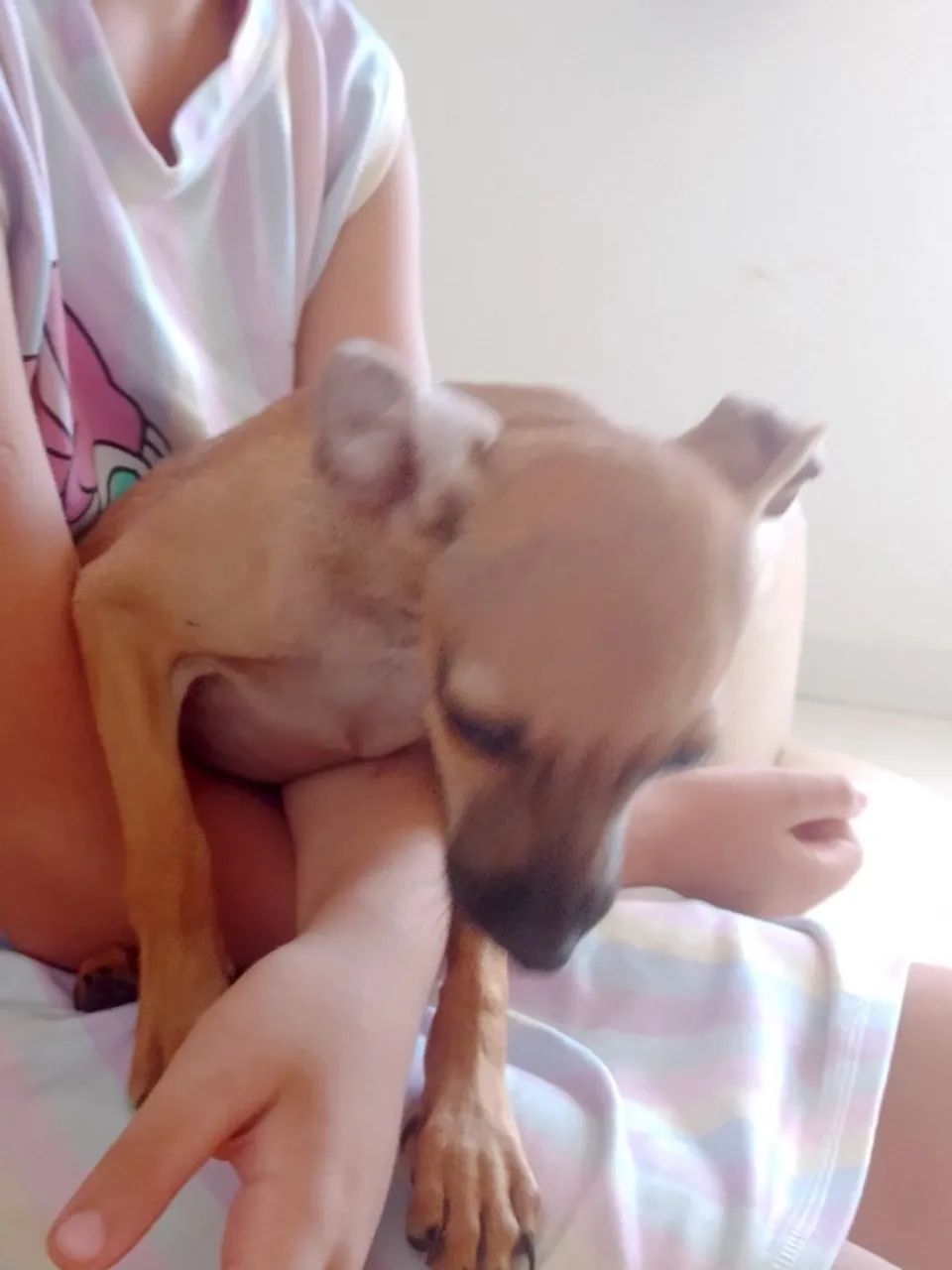 Cachorros para doação  - Foto 5