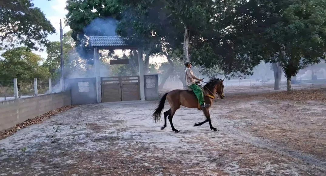 Cavalo Manga Larga - Foto 5