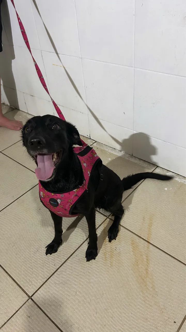 Cadela para doação  - Foto 2