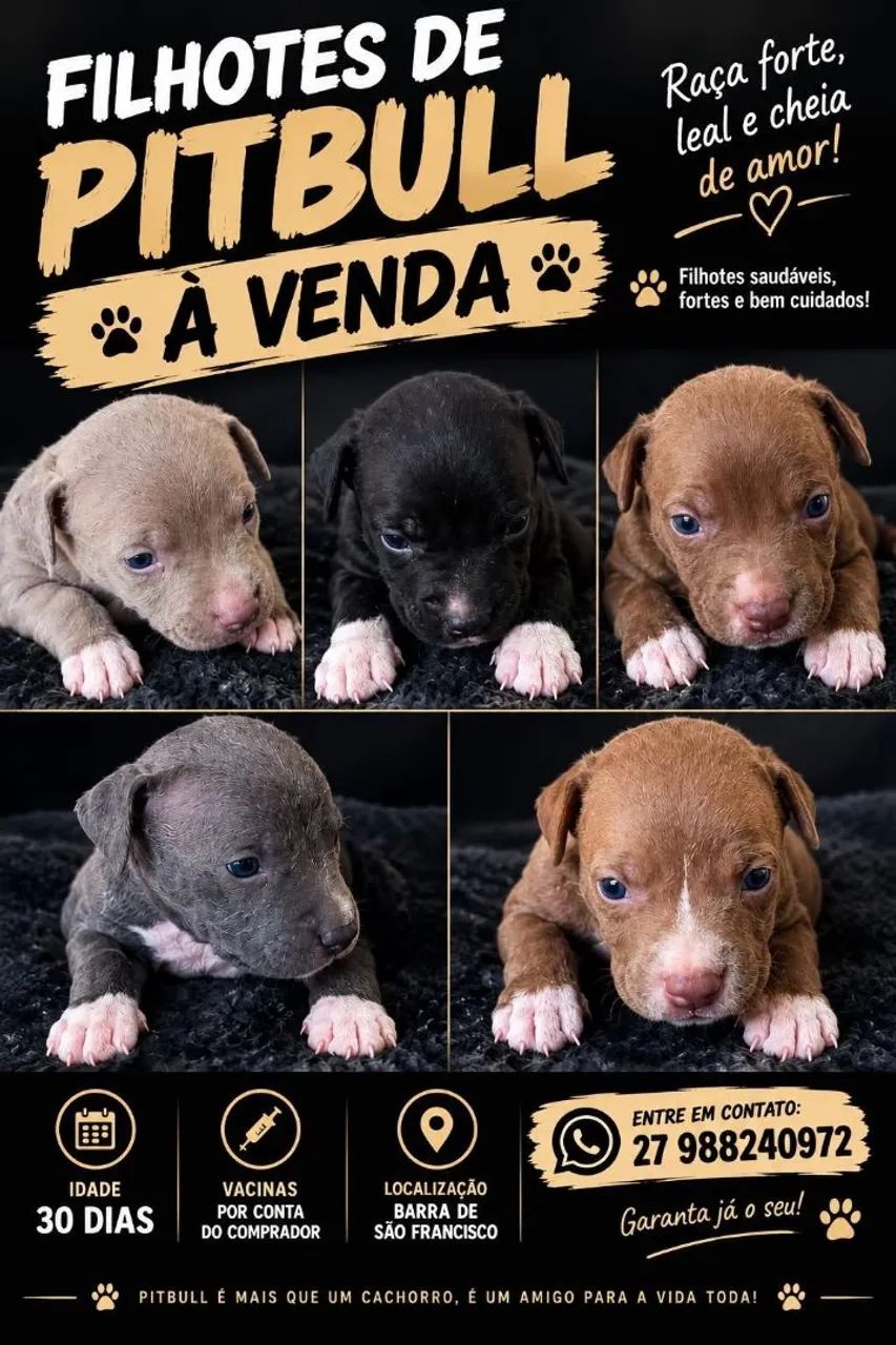 Vende-se filhotes de Pitbull  - Foto 2