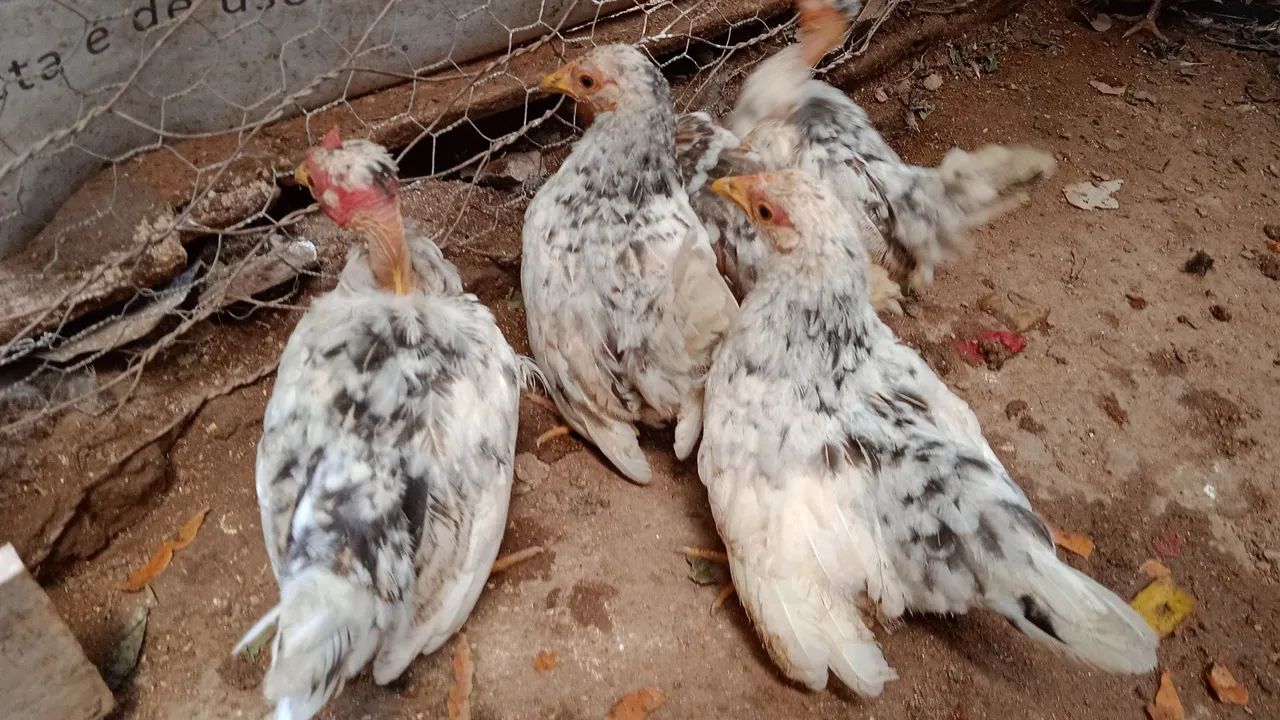 Franguinhos Nagasaki  - Foto 2