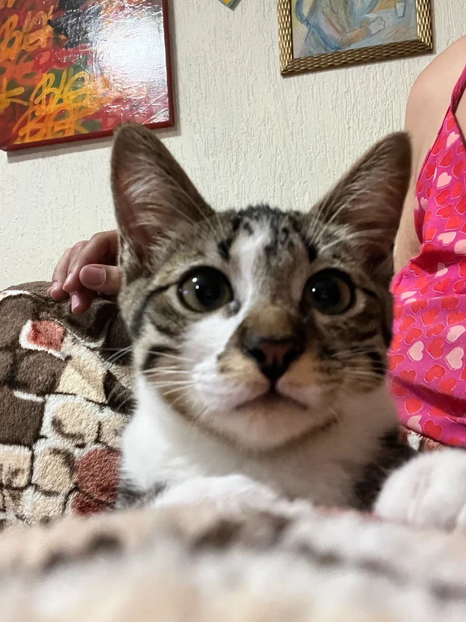 Gata para adoação 