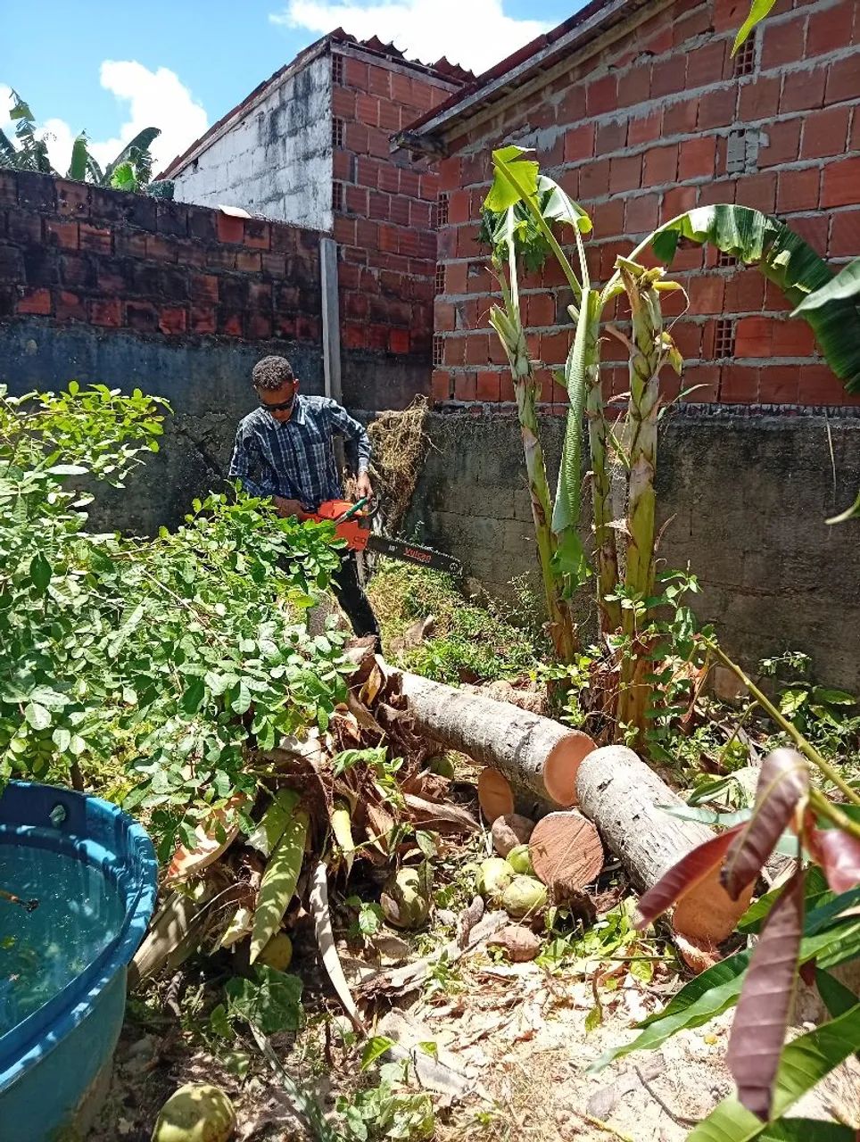 Poda de árvore em geral  - Foto 4