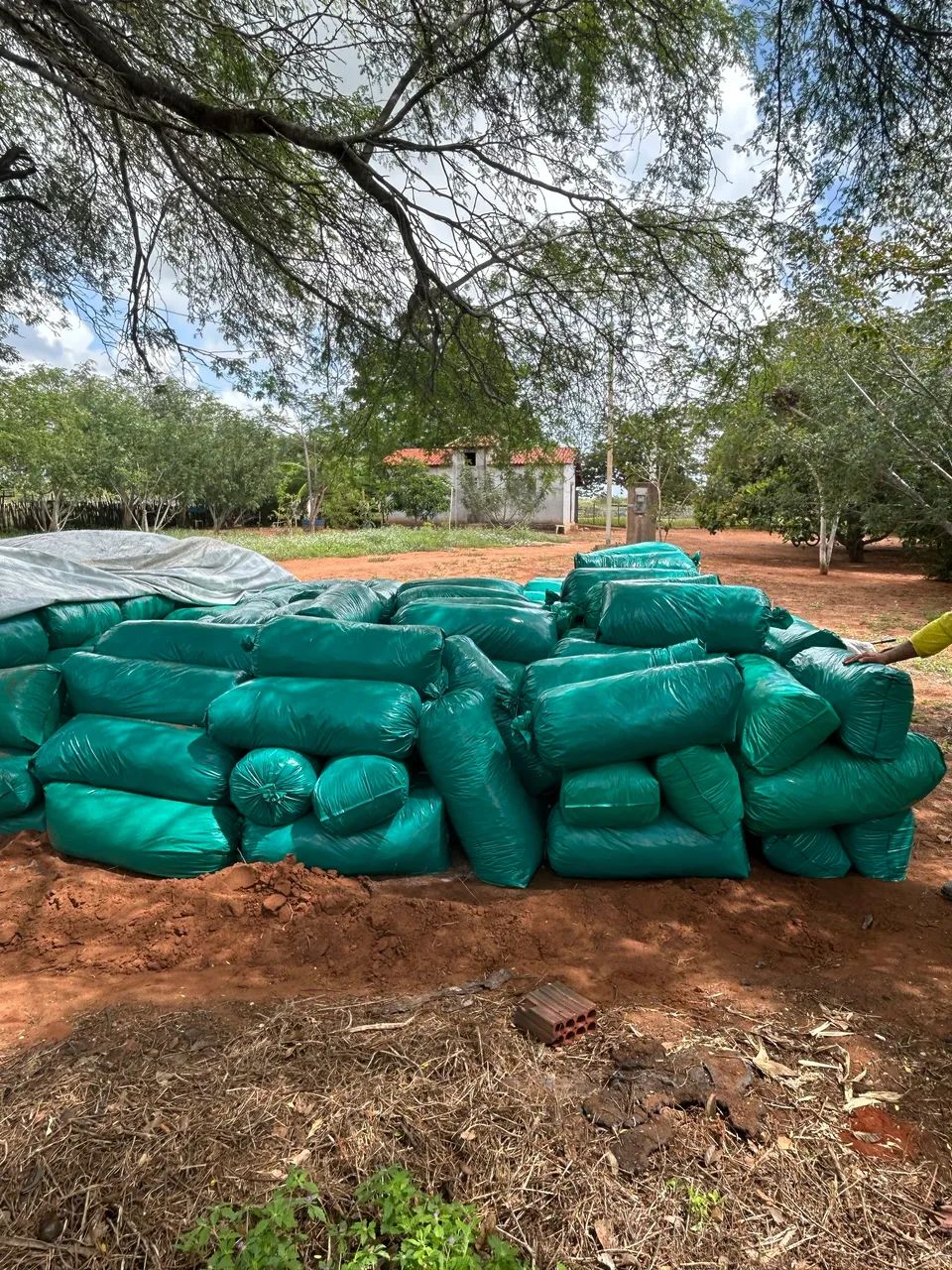 Silagem de milho  - Foto 2
