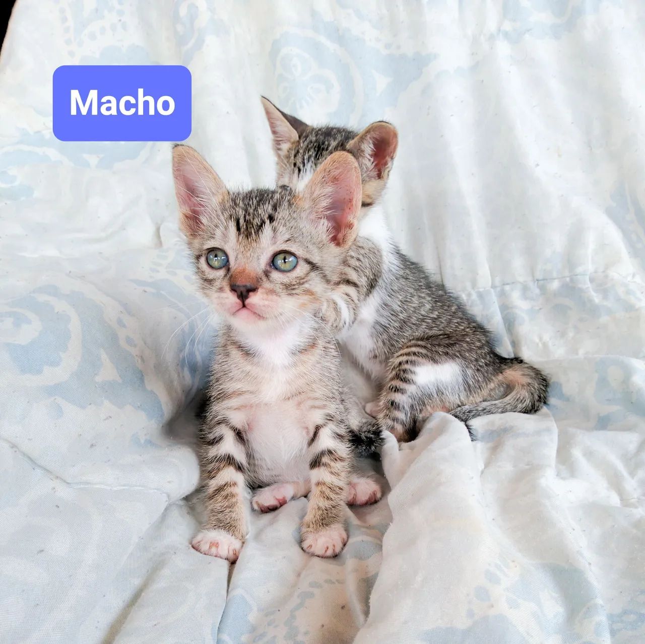 Doa se gatinhos - Foto 2