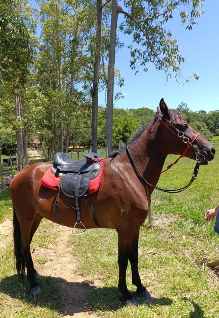 Cavalo Mangalarga Castrado Registrado