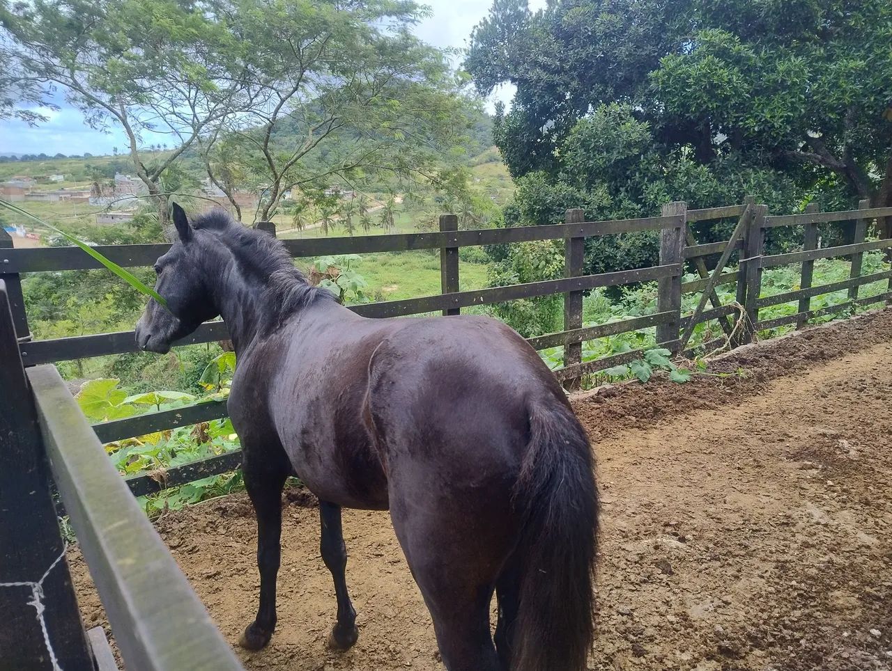 Piquira Macho - Foto 4