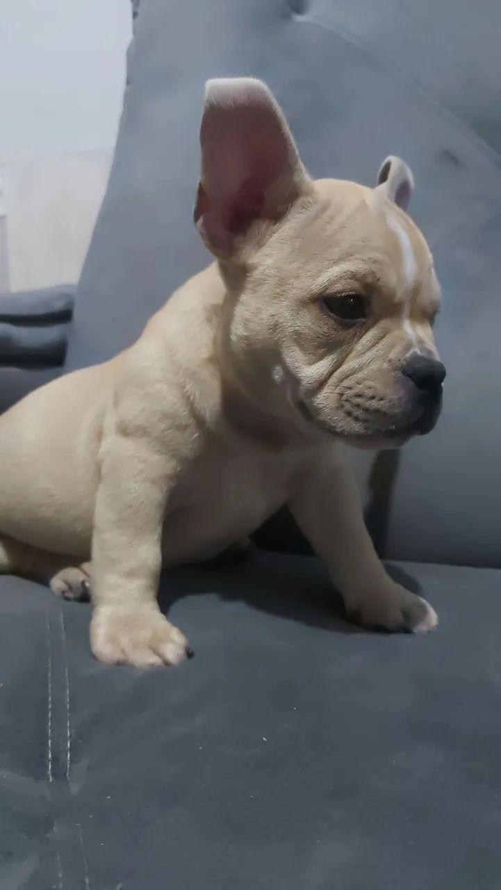 American bully micro  - Foto 4