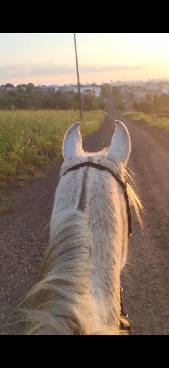 Cavalo  - Foto 3