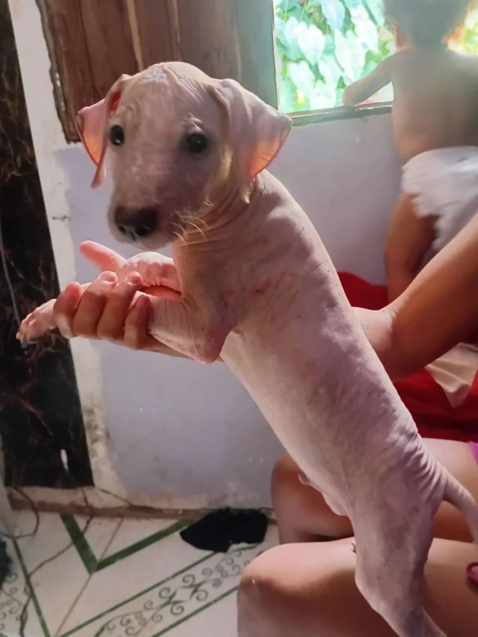 Cachorro xoloitzcuintle  - Foto 2