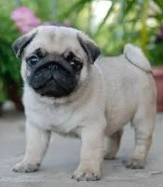 Filhote de Pug!