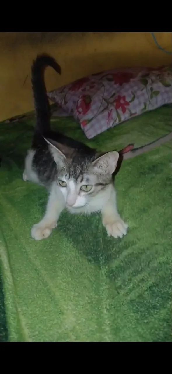 Doação de Gatinhos - Foto 2