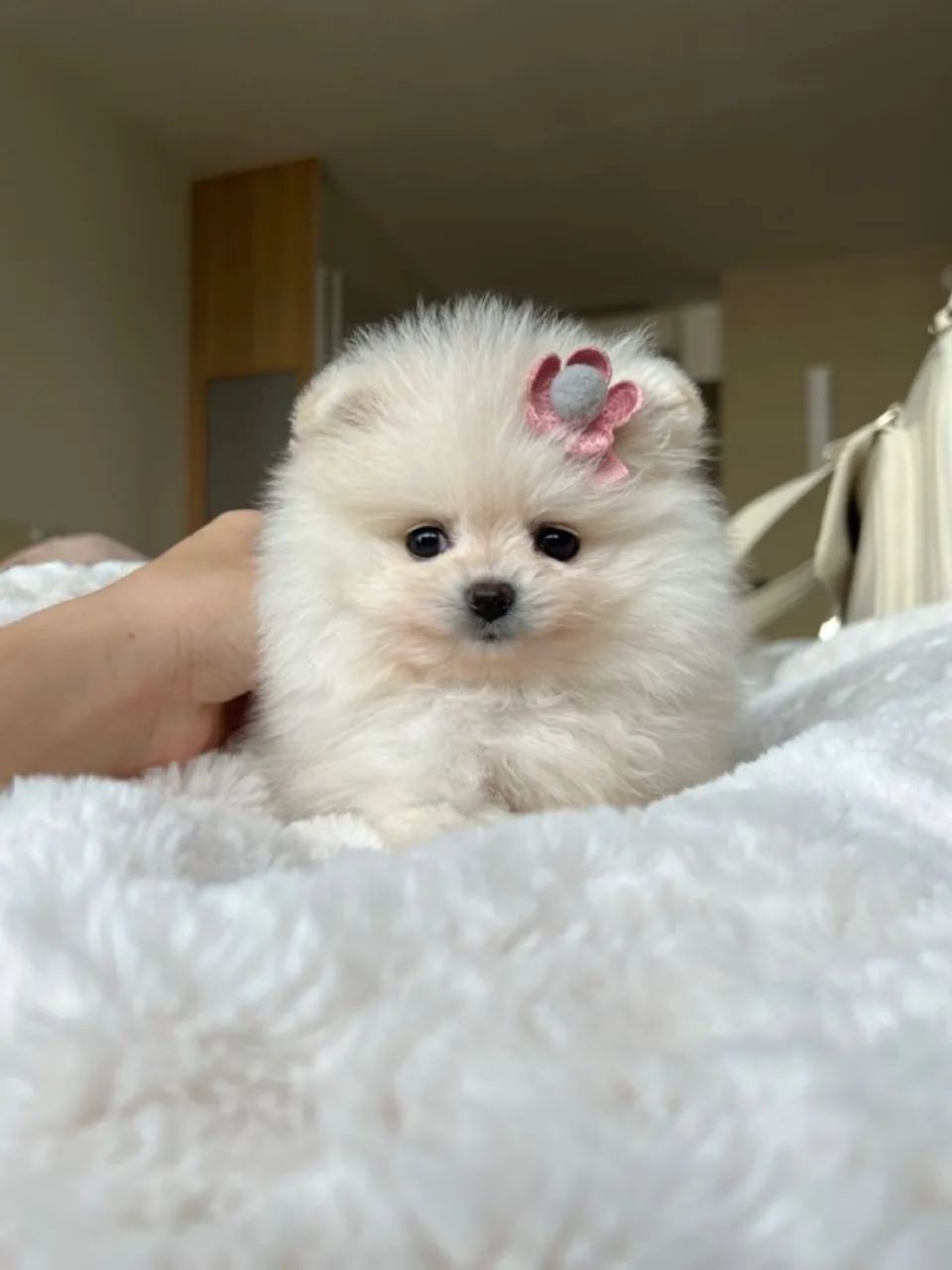 Spitz Que Torna A Casa Mais Animada - Foto 2