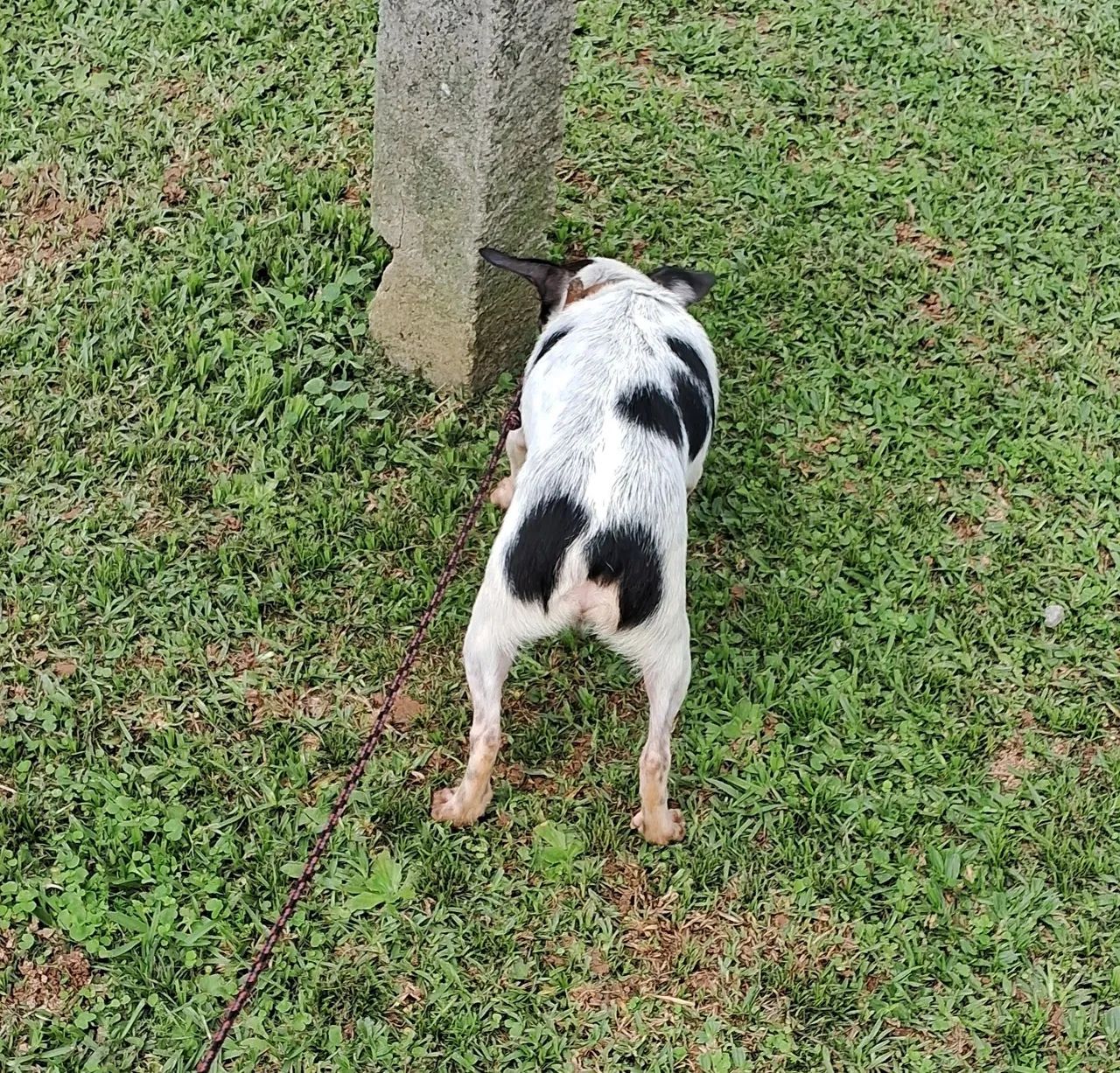 Animal de estimaçao  - Foto 3